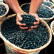 acai berry reviews