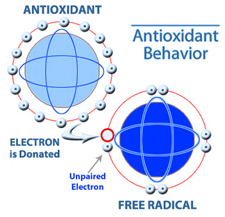 antioxidant definition