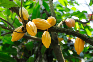 cacao tree