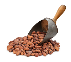 raw cacao beans