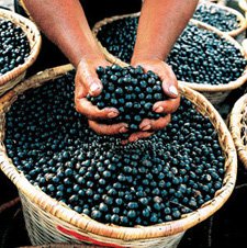 acai berry reviews