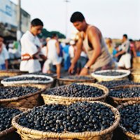 what is acai berry